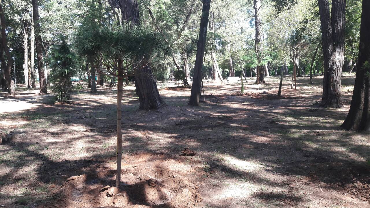 Sadnja novih stabala u Velikom gradskom parku